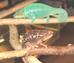 画像2: パンサーカメレオン（ノシベ）★ペア