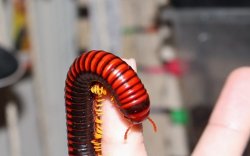 画像4: マラガシーファイヤーミリピード★ペア