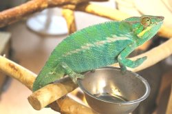 画像4: パンサーカメレオン（ノシベ）★ペア