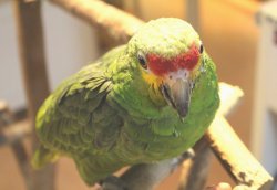 画像4: キホオボウシインコ女の子ＨＢ0184（お迎え頂きました）