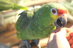 画像5: キホオボウシインコ女の子ＨＢ018(お迎え頂きました）