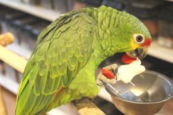 画像13: キホオボウシインコ女の子ＨＢ0184（お迎え頂きました）