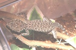 画像6: リングテールリーフゲッコーEUCB★ペア