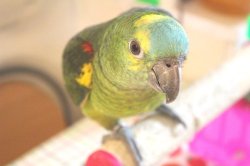 画像6: アオボウシインコ男の子ＨＢ0180（お迎え頂きました）