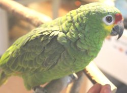 画像5: キホオボウシインコ女の子ＨＢ0184（お迎え頂きました）