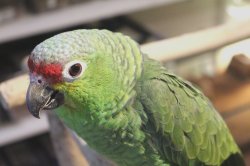 画像6: キホオボウシインコ女の子ＨＢ018(お迎え頂きました）