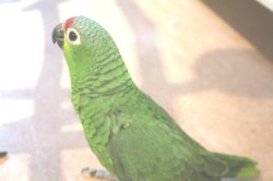 画像8: キホオボウシインコ女の子ＨＢ018(お迎え頂きました）