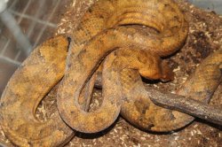 画像2: ビブロンボア　イエロー（巨大）　♀