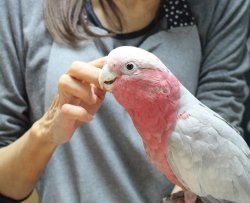 画像1: モモイロインコ男の子　HB160006（お迎え頂きました）