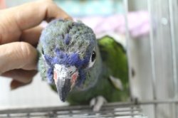 画像4: アケボノインコＰＨＢＩＩ９Ｅ４６７男の子お迎え頂きました♪