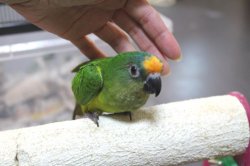 画像5: テツバシメキシコインコPHBII6Ｉ326女の子お迎えいただきました♪