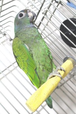 画像1: アケボノインコPHBII9E666男の子お迎え頂きました