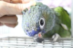 画像3: アケボノインコＰＨＢＩＩ９Ｅ４６７男の子お迎え頂きました♪