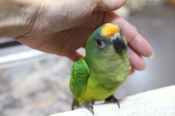 画像3: テツバシメキシコインコPHBII6Ｉ326女の子お迎えいただきました♪