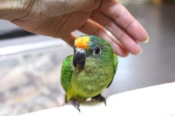 画像2: テツバシメキシコインコPHBII6Ｉ326女の子お迎えいただきました♪