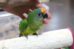 画像4: テツバシメキシコインコPHBII6Ｉ326女の子お迎えいただきました♪