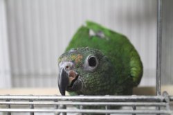 画像5: アケボノインコPHBII9E667女の子お迎え頂きました