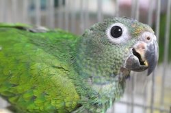 画像1: アケボノインコPHBII9E667女の子お迎え頂きました