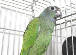 画像2: アケボノインコPHBII9E666男の子お迎え頂きました