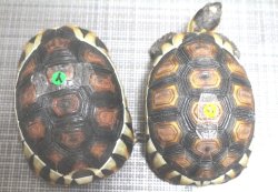 画像6: ソリガメＣＢ(4)個体完売しました