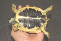 画像5: ニシヘルマンＥＵＣＢ★多甲板★完売しました