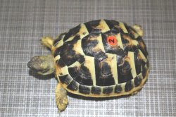 画像4: ニシヘルマンＥＵＣＢ★多甲板★完売しました