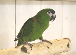 画像5: コミドリコンゴウインコＰHAＧCA146男の子お迎え頂きました