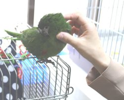 画像3: コミドリコンゴウインコＰHAＧCA146男の子お迎え頂きました