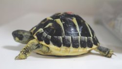 画像9: ニシヘルマンＥＵＣＢ★多甲板★完売しました