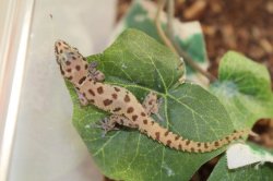 画像1: シールドスケールゲッコー　ペア　Pachydactylus scutatus