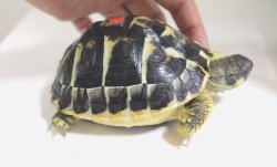 画像8: ニシヘルマンＥＵＣＢ★多甲板★完売しました