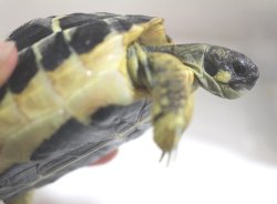 画像11: ニシヘルマンＥＵＣＢ★多甲板★完売しました