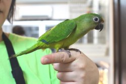 画像4: テツバシメキシコインコPHBII6Ｉ328女の子お迎えいただきました