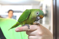 画像3: テツバシメキシコインコPHBII6Ｉ328女の子お迎えいただきました