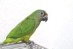 画像4: テツバシメキシコインコPHBII6Ｉ325女の子