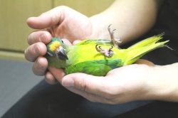 画像2: テツバシメキシコインコPHBII6Ｉ325女の子