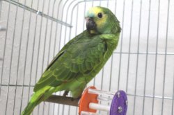 画像4: アオボウシインコＰＨＢＩＩ１Ｊ260女の子（お迎え頂きました）