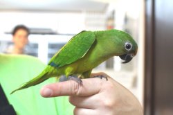 画像2: テツバシメキシコインコPHBII6Ｉ328女の子お迎えいただきました