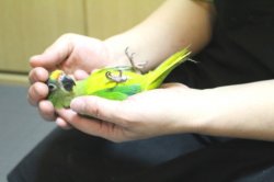 画像3: テツバシメキシコインコPHBII6Ｉ325女の子