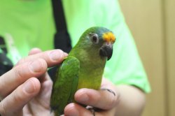 画像1: テツバシメキシコインコPHBII6Ｉ325女の子