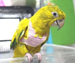 画像1: ニョオウインコＰＨＢＩＩ９Ｅ６０８お迎え頂きました