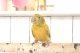 ニョオウインコＰＨＢＩＩ９Ｅ６０７お迎え頂きました