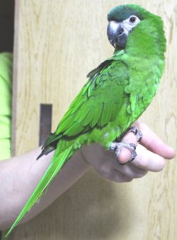 画像1: コミドリコンゴウインコＰHAＧCA146男の子お迎え頂きました