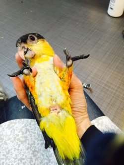 画像2: ズグロシロハラインコ００２国内ブリードお迎え頂きました。