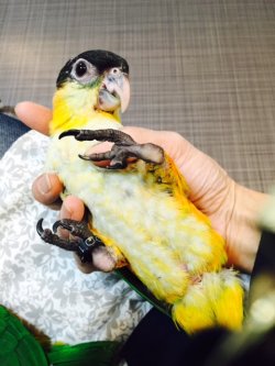 画像4: ズグロシロハラインコ００１国内ブリードお迎え頂きました