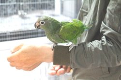 画像6: アケボノインコPHBII9E667女の子お迎え頂きました