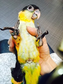 画像2: ズグロシロハラインコ００１国内ブリードお迎え頂きました