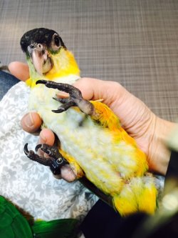 画像3: ズグロシロハラインコ００１国内ブリードお迎え頂きました