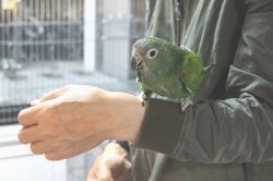 画像8: アケボノインコPHBII9E667女の子お迎え頂きました