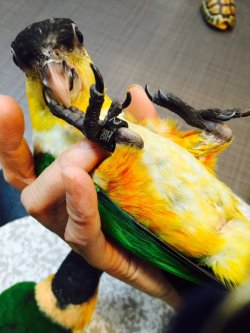 画像3: ズグロシロハラインコ００２国内ブリードお迎え頂きました。